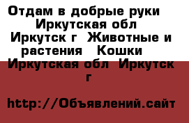 Отдам в добрые руки  - Иркутская обл., Иркутск г. Животные и растения » Кошки   . Иркутская обл.,Иркутск г.